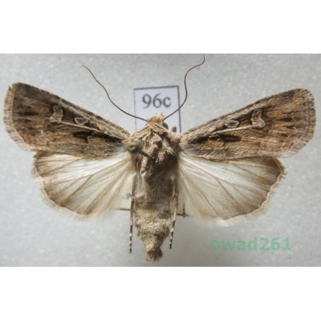 Euxoa aquilina (Denis & Schiffermüller, 1775) Czech96c